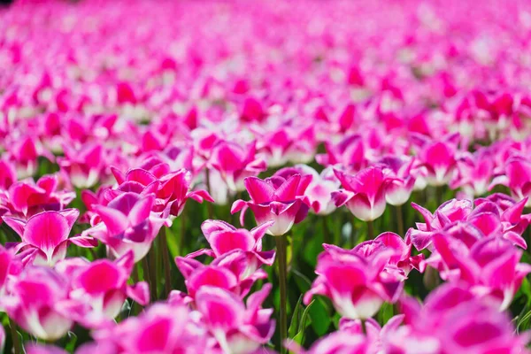 stock image Spring background with blooming tulip field. Beautiful blossom pink tulips flowers field