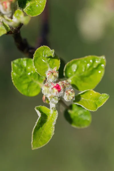 Buds of apple tree flowers on blurred natural green background in garden. Blooming apple tree with raindrops.