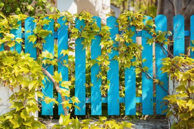 Climbing plant or green ivy growing and twining around blue wooden picket fence