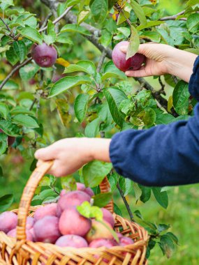 Hasır sepet tutan ve meyve ağacından elma toplayan bir kadın. Meyve bahçesinde sonbahar sezonu. Bahçede organik elmalar.