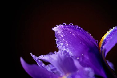 Iris Flowers 'ın makro detaylarla çekilmiş fotoğrafını kapat. Koyu arkaplandaki yaprakların üzerine su damlaları damlayan güzel mor çiçek. Yüzeyin derinliği. Metin için boşluk