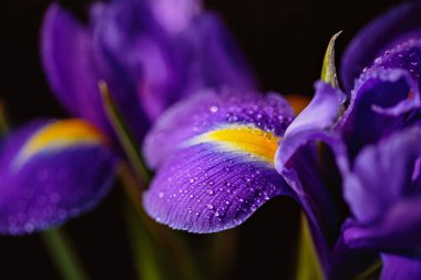 Iris Flowers 'ın makro detaylarla çekilmiş fotoğrafını kapat. Koyu arkaplandaki yaprakların üzerine su damlaları damlayan güzel mor çiçek. Yüzeyin derinliği. Metin için boşluk