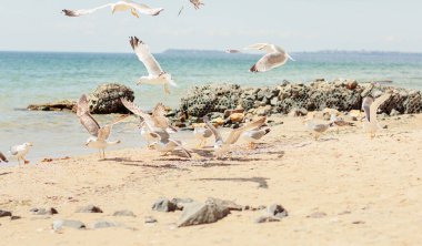 Karadeniz kıyısındaki kumlu sahil boyunca yürüyen bir grup martı. Kıyıya vuran dalgalarla güzel kayalık deniz manzarası