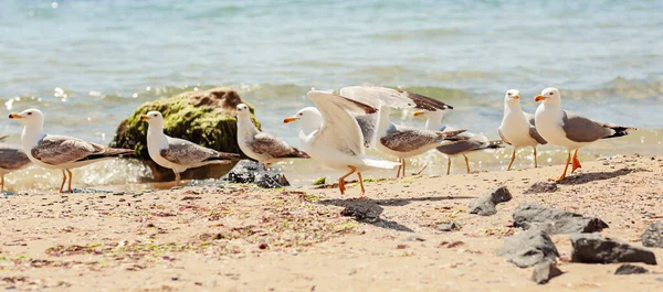 Группа Нескольких Чаек Идущих Вдоль Береговой Линии Песчаного Пляжа Побережье — стоковое фото