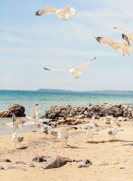 Group Several Seagulls Walking Coastline Sandy Beach Black Sea Coast — Stock Photo, Image