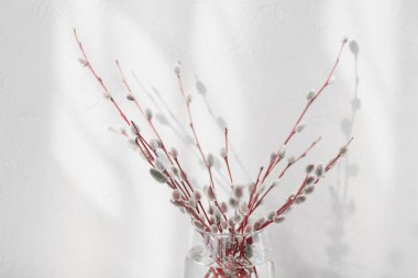 Minimalizm tarzında kompozisyon. Beyaz arka planda, gölgeler ve güneş ışığıyla vazoda taze söğüt dalları. Metin için boş kopya alanı olan bahar arkaplanı