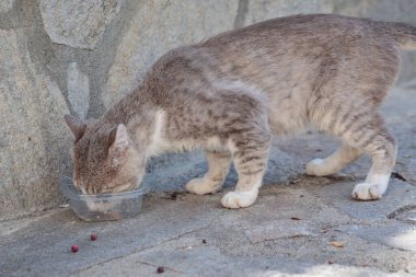 Evsiz gri kedi dışarıdaki plastik kaseden yemek yiyor. Terk edilmiş hayvan.