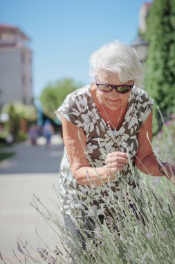 Happy senior woman smelling and touching lavender flowers at summer garden. Gardener and florist old woman concept