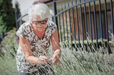 Happy senior woman smelling and touching lavender flowers at summer garden. Gardener and florist old woman concept