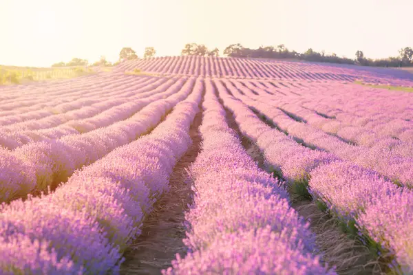 阳光灿烂的日子里 美丽的紫色薰衣草田园风光 芳香疗法 天然化妆品及药物的概念 图库照片