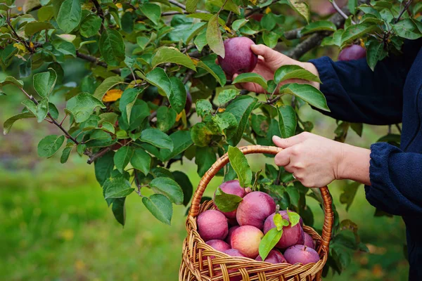 女人拿着柳条筐 从果树上摘苹果 秋天在果园里 花园里的有机苹果 图库图片