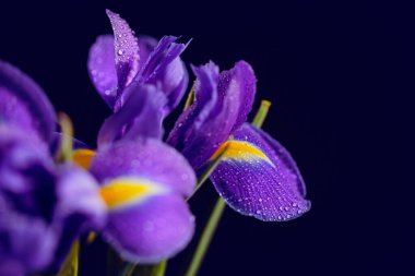 Iris Flowers 'ın makro detaylarla çekilmiş fotoğrafını kapat. Koyu arkaplandaki yaprakların üzerine su damlaları damlayan güzel mor çiçek. Yüzeyin derinliği. Metin için boşluk