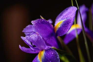 Tebrik kartı ya da web tasarımı. Üzerinde iris çiçeği ve makro detay var. Koyu arkaplandaki yaprakların üzerine su damlaları damlayan güzel mor çiçek. Yüzeyin derinliği. Metin için boşluk