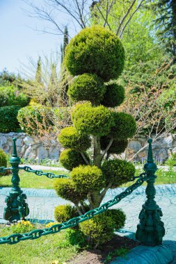 Güneşli bir günde şehir parkının peyzaj tasarımında çalılıklar. Toplar şeklinde tespih figürleri