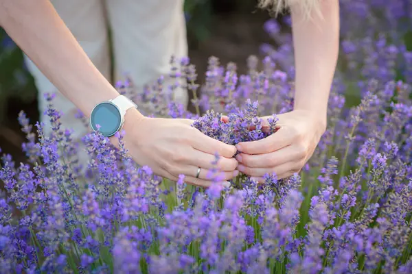 Womens hands in shape of heart on background of blooming lavender. Saving nature and protecting environment concept