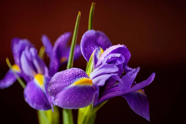 Greeting card or web design with bouquet of iris flowers. Beautiful purple flowers with drops on petals on dark blurred background. Shallow depth of field