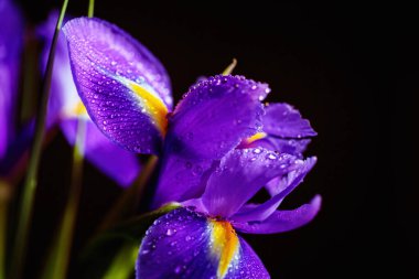 Iris Flowers 'ın makro detaylarla çekilmiş fotoğrafını kapat. Koyu arkaplandaki yaprakların üzerine su damlaları damlayan güzel mor çiçek. Metin için boş alanı olan tebrik kartı