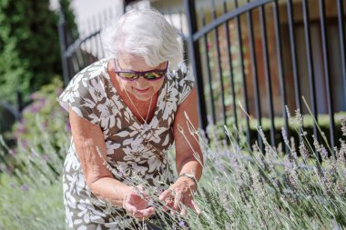 Portrait of an elderly female gardener caring for lavender flowers outdoor. Gardener and florist old woman concept