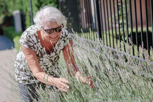Happy senior woman smelling and touching lavender flowers at summer garden. Gardener and florist old woman concept