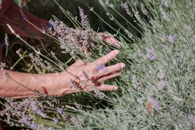 Unrecognizable senior woman caring, smelling and touching lavender flowers at home garden. Gardener and florist old woman concept