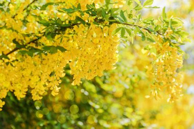 Sıcak bahar güneşinde çağlayan sarı laburum çiçekleri, taze yeşil yaprakların arasında sarkan narin yaprakları, mevsimsel güzelliklerin renkli bir görüntüsünü oluşturur.