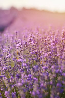 Çiçek açan lavanta tarlası. Seçici odaklı mor lavanta çiçekleri. Aromaterapi. Doğal kozmetik ve ilaç kavramı. Güneş parlıyor ve ön plan bulanıklaşıyor