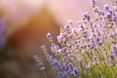 Çiçek açan lavanta tarlası. Seçici odaklı mor lavanta çiçekleri. Aromaterapi. Doğal kozmetik ve ilaç kavramı. Güneş parlıyor ve ön plan bulanıklaşıyor