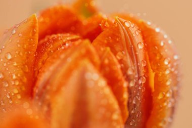 Yapraklarında küçük su damlacıkları olan turuncu lalenin detaylı görüntüsü doğanın güzelliğini gözler önüne seriyor. Sığ alan derinliği