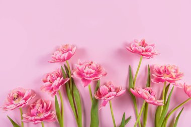 Pembe arka planda pembe laleler. Kadınlar için bahar hediyesi. Doğum günü, Anneler Günü ve Kadınlar Günü ya da davetiye kartı. Üst görünüm, kopyalama alanı olan düz uzanma