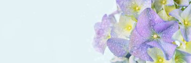 Çiçek açan ortanca çiçekleriyle güzel bir bahar doğası. Hortensia Çiçekleri makrosu web sayfası ya da web pankartı için açık mavi arkaplanı kapatır