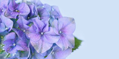 Çiçek açan ortanca çiçekleriyle güzel bir bahar doğası. Hortensia Çiçekleri makrosu web sayfası ya da web pankartı için pembe arkaplanı kapatır
