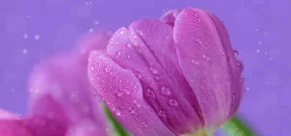 Greeting card or web design with tulip flowers with macro detail. Beautiful violet flower with water droplets on petals on purple background. Banner with copy space for text