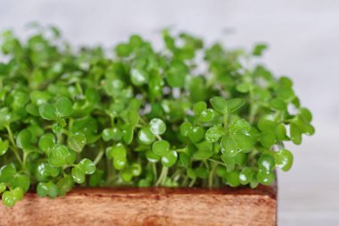 Macro shot of vibrant mustard microgreens in a biodegradable container, a nutritious addition to any diet. clipart