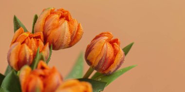 Yapraklarında küçük su damlacıkları olan turuncu lalenin detaylı görüntüsü doğanın güzelliğini gözler önüne seriyor. Metin için alanı kopyala