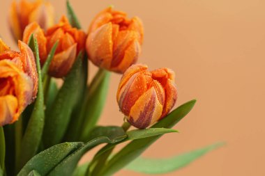 Çok güzel bir buket turuncu lale çiçeği ve bej arka plandaki yaprakların üzerinde su damlaları var. Metin için alanı kopyala