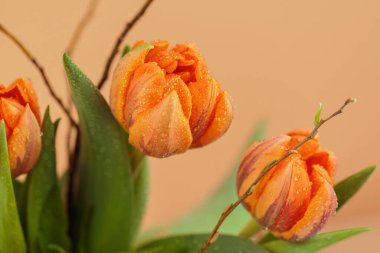 Yapraklarında küçük su damlacıkları olan turuncu lalenin detaylı görüntüsü doğanın güzelliğini gözler önüne seriyor. Anneler Günü için tebrik kartı.