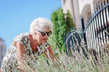 Portrait of an elderly female gardener caring for lavender flowers outdoor. Gardener and florist old woman concept