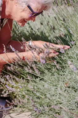 Happy senior woman smelling and touching lavender flowers at summer garden. Gardener and florist old woman concept