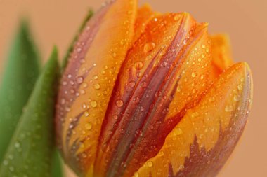 Lale çiçeklerinin resmini makro detaylarla kapat. Bej arka planda taç yaprakları üzerinde su damlacıkları olan güzel bir portakal çiçeği. Yüzeyin derinliği. Anneler Günü için tebrik kartı.