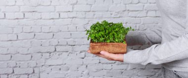 A woman joyfully tends to her microgreen mini-garden in a wooden box, promoting eco-consciousness and plant care. Banner with copy space clipart