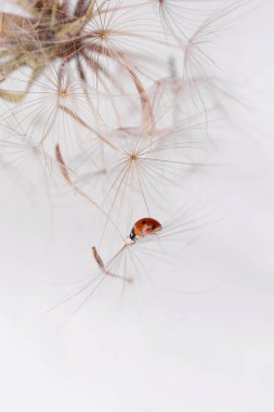 Tüylü beyaz bir karahindiba üzerindeki uğur böceği, doğadaki böcekler ve bitkiler arasındaki ahenkli ilişkiyi gösteriyor. Metin için alanı kopyala