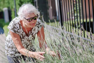 Portrait of an elderly female gardener caring for lavender flowers outdoor. Gardener and florist old woman concept