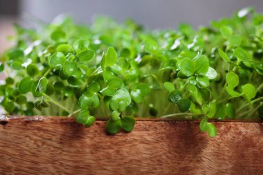 Kırsal ahşap bir kutuda sağlıklı hardal mikro yeşillikleri, her vejetaryen diyeti için besleyici bir ilave..