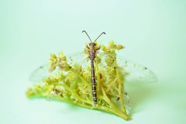 Bir yusufçuk canlı sarı-yeşil bir çiçeğe dayanır yumuşak açık yeşil bir arka plana karşı, basit zarafet ve huzurun renkli bir tasvirini sunar..