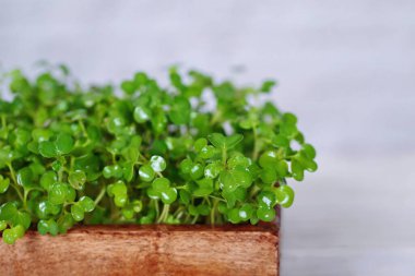 Hardal mikro yeşillerinin makro fotoğrafçılığı, tohumu tabağa sergiliyor.