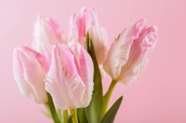 Makro, pastel pembe arka planda güzel pembe lalelerin yakın plan fotoğrafını çek. Merhaba bahar selamlaması veya davetiye kartı