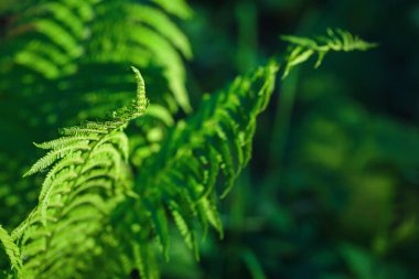 Yumuşak güneş ışığıyla yeşil eğreltiotu yapraklarının detaylı görüntüsü ve orman ortamında bulanık bir arka plan.