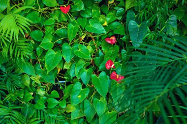 Eco-friendly indoor vertical garden with lush green plants clipart