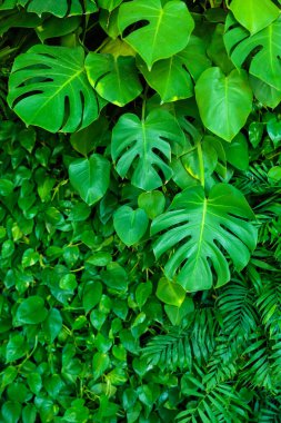 Lush green monstera leaves in an eco-friendly home interior clipart