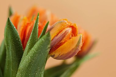 Yapraklarında küçük su damlacıkları olan turuncu lalenin detaylı görüntüsü doğanın güzelliğini gözler önüne seriyor. Anneler Günü için tebrik kartı.